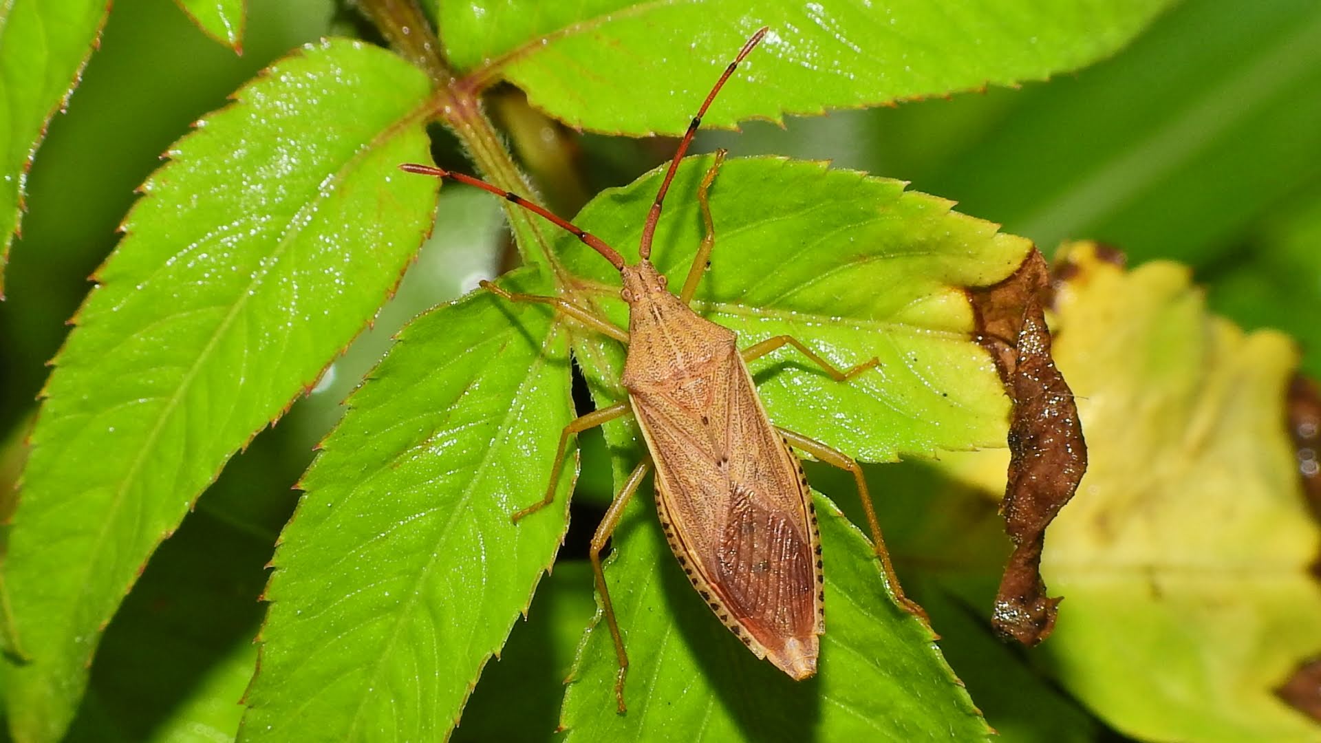 Homoeocerus marginiventris